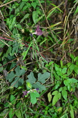 Macroptilium bracteatum