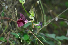 Macroptilium bracteatum