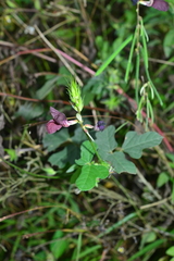 Macroptilium bracteatum