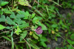 Macroptilium bracteatum