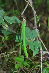 Macroptilium bracteatum