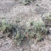 Burrograss - Photo no rights reserved, uploaded by Patrick Alexander
