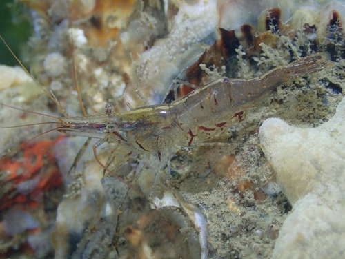 Oriental Shrimp, 4311 Bruinisse, Nederland, photo 8 of 10