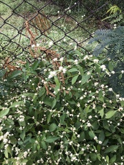 Alternanthera bettzickiana