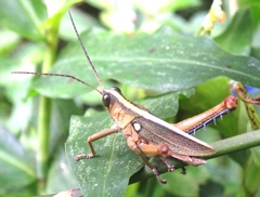 Agriacris jucunda