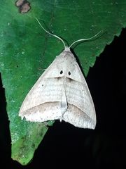 Perasia helvina