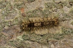 Lepidoptera