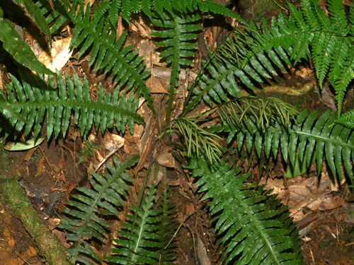 Plagiogyria stenoptera (Plagiogyria stenoptera)