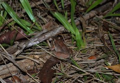 Leptodactylus mystaceus