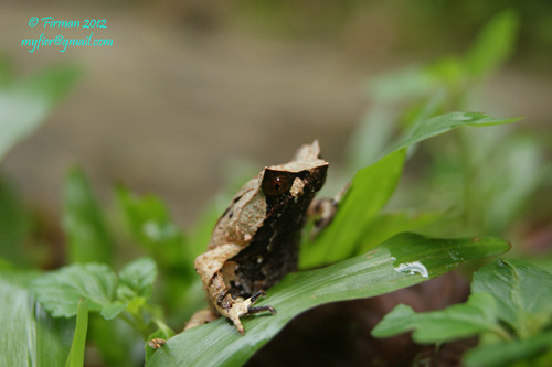 Megophrys montana