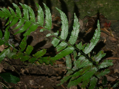Image of Big-Ear Twinsorus Fern (Diplazium wichurae) by (c) Jacy Chen, some rights reserved (CC BY)