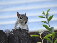Sciurus carolinensis