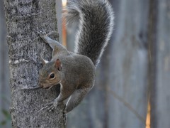 Sciurus carolinensis