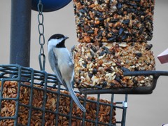 Poecile carolinensis