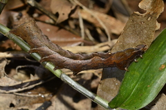 Lepidoptera