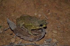 Rhinella mirandaribeiroi