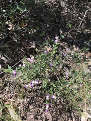 Rostellularia adscendens