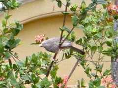 Argya affinis