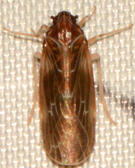 Synecdoche dimidiata