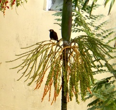 Acridotheres tristis