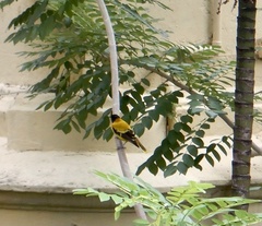 Oriolus xanthornus