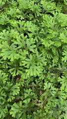 Selaginella doederleinii