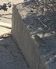 Passer domesticus domesticus