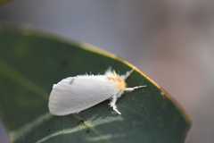 Trichiocercus mesomelas