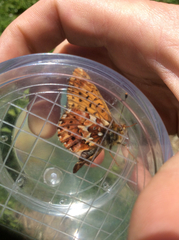 Boloria chariclea