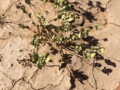 Drymaria pachyphylla