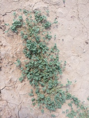 Drymaria pachyphylla