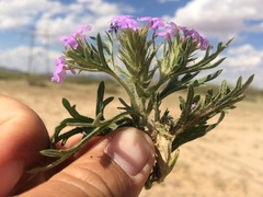 Glandularia latilobata
