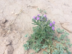 Glandularia latilobata