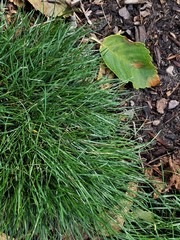 Deschampsia elongata
