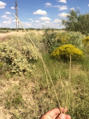 Sporobolus contractus