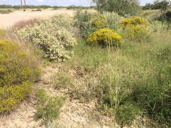 Sporobolus contractus