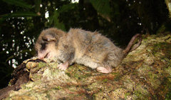 Cercartetus caudatus
