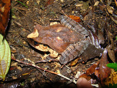 Platyplectrum platyceps