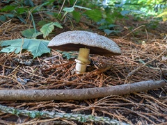 Agaricus buckmacadooi
