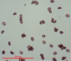 Agaricus buckmacadooi