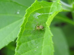 Pisaurina
