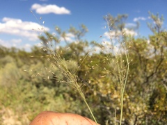 Muhlenbergia arenacea