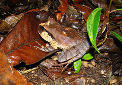 Platyplectrum platyceps