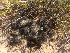 Coryphantha macromeris macromeris