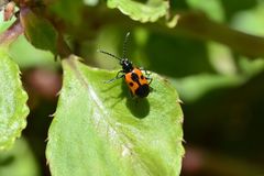 Neolema dorsalis orbignyi