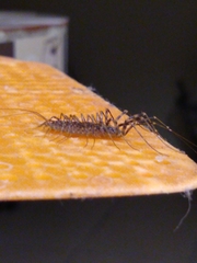 Scutigeridae