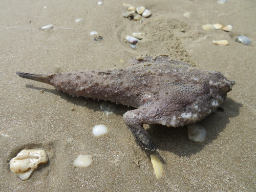 Bespikkelde vleermuisvis (Ogcocephalus pantostictus) — Ogcocephalidae — 2