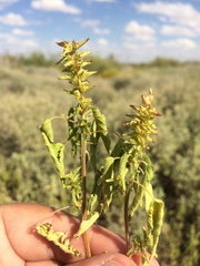 Acalypha neomexicana