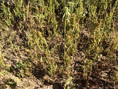 Acalypha neomexicana