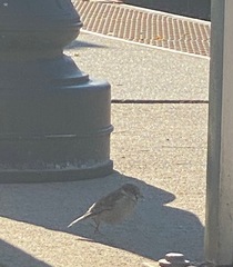 Passer domesticus domesticus